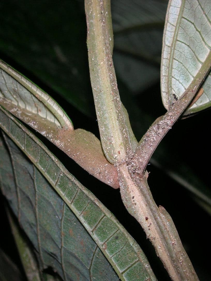 Miconia 6