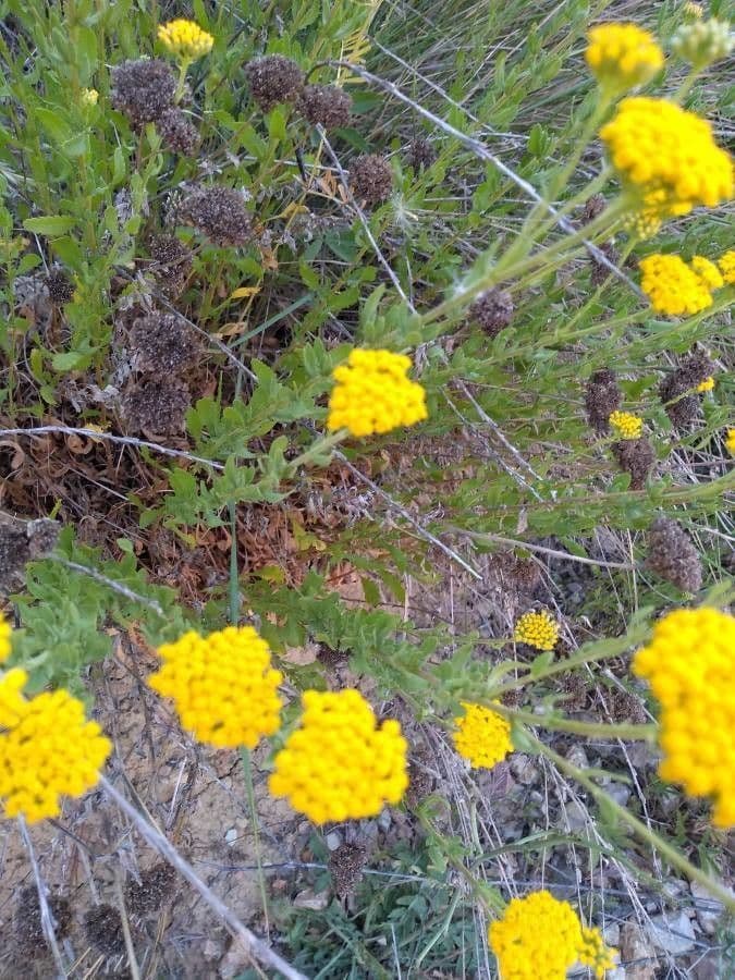 Achillea 5