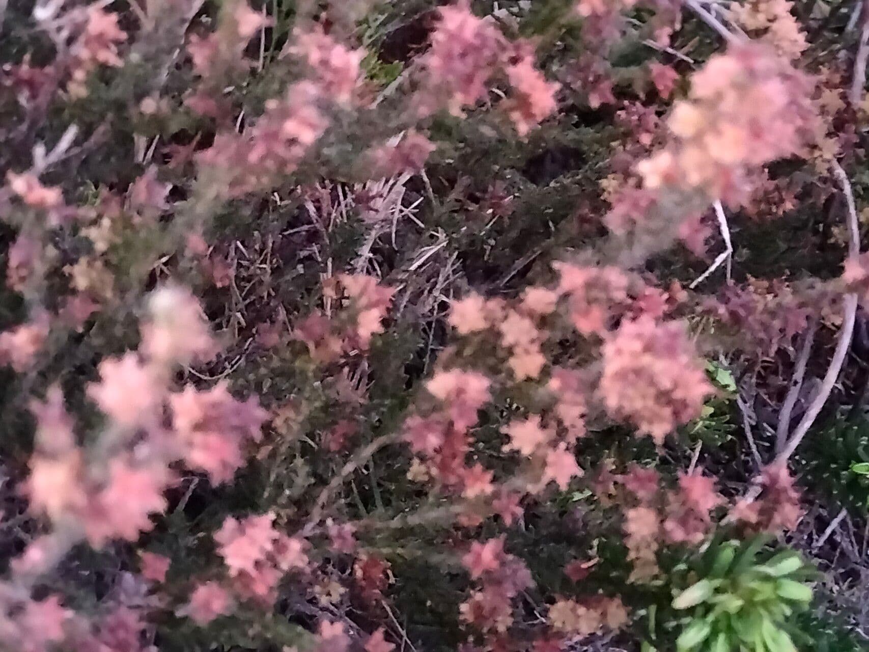 Erica ispida