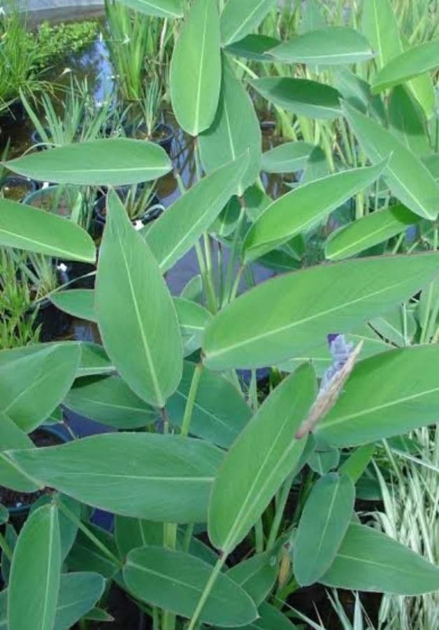 Thalia dealbata 13