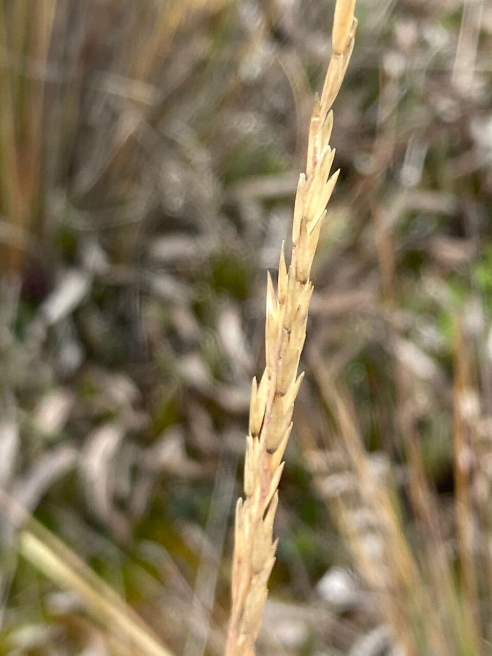 Festuca 4