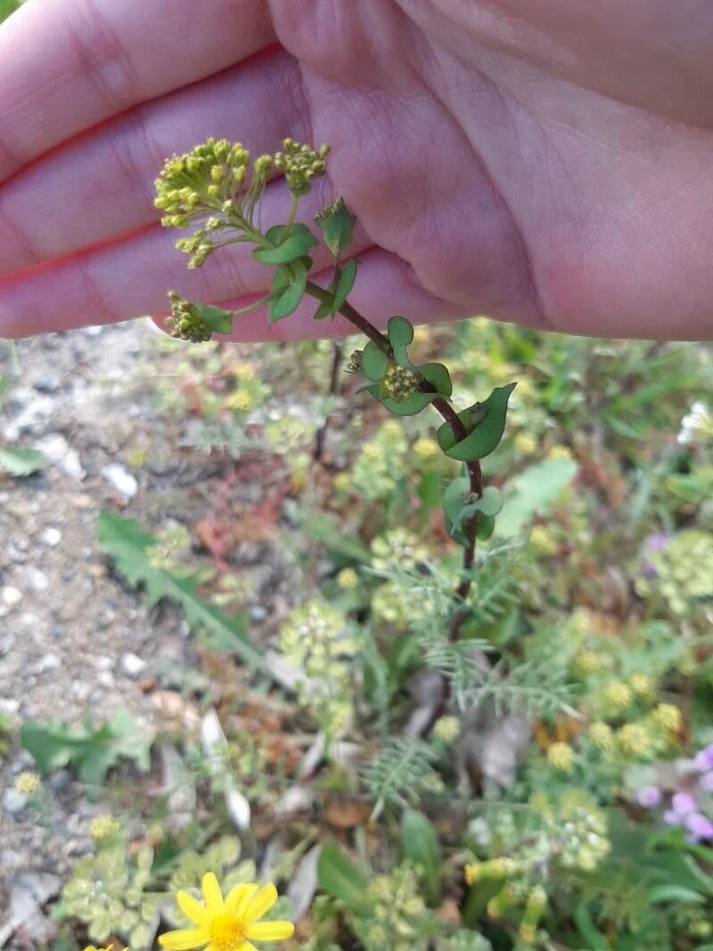 Lepidium perfoliatum 9