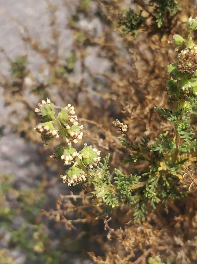 Ambrosia