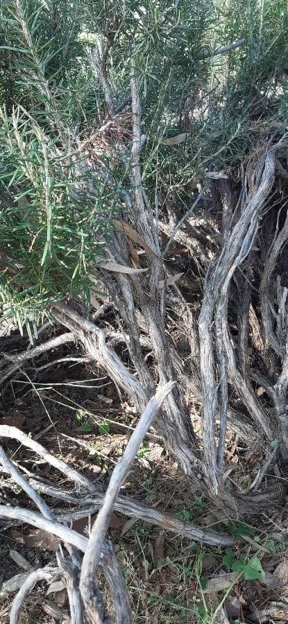 Rozmarýn lékařský 22