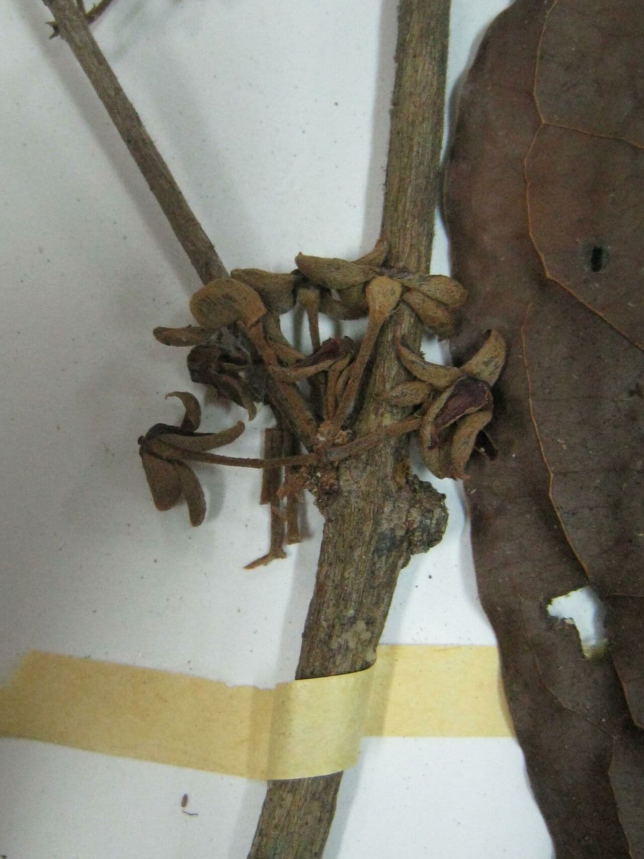 Eugenia 5