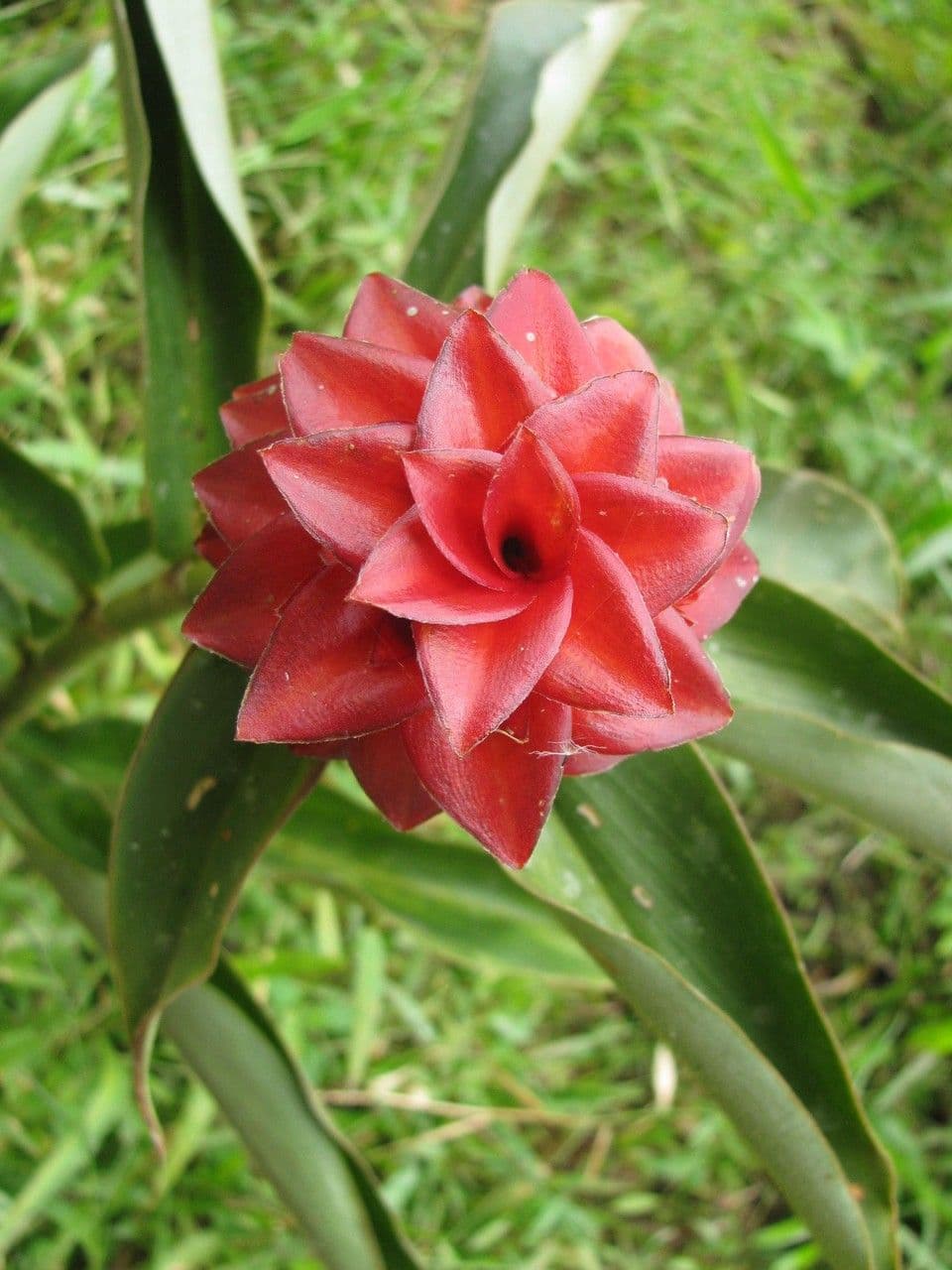 Costus 3