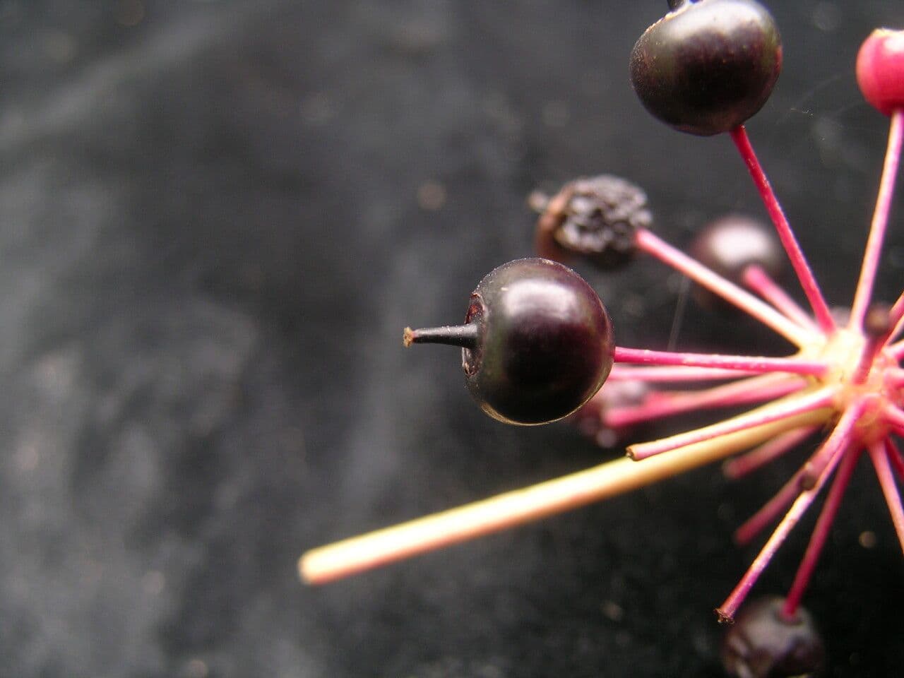 Aralia