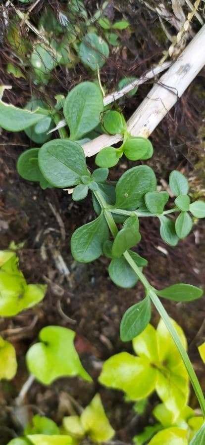 Houstonia micrantha 11