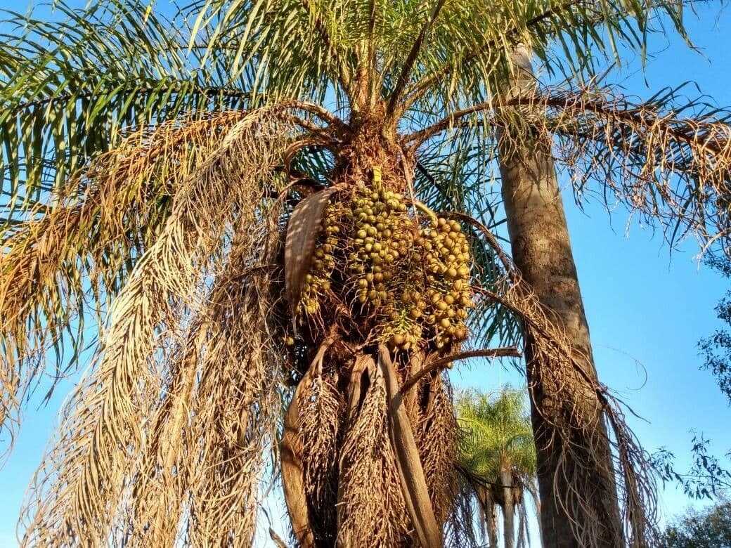 Palma di Giriba 2