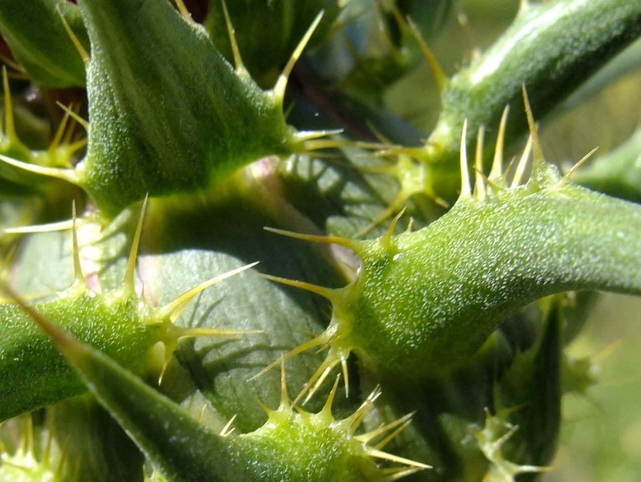 Mariendistel 22