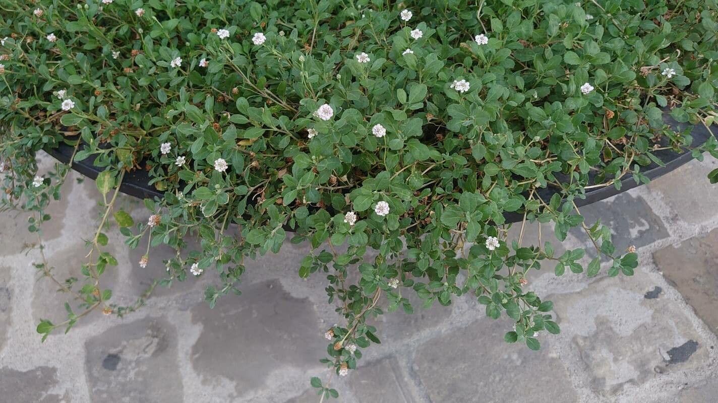Fila nodiflora 10