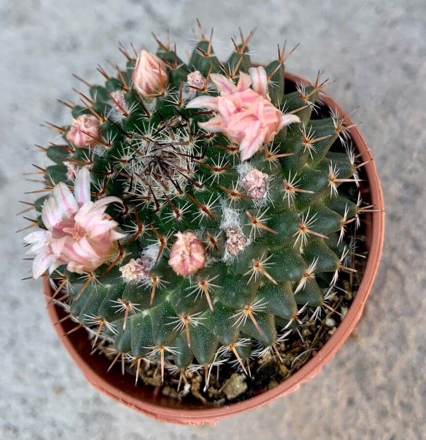 Cactus a cuscinetto di bella forma