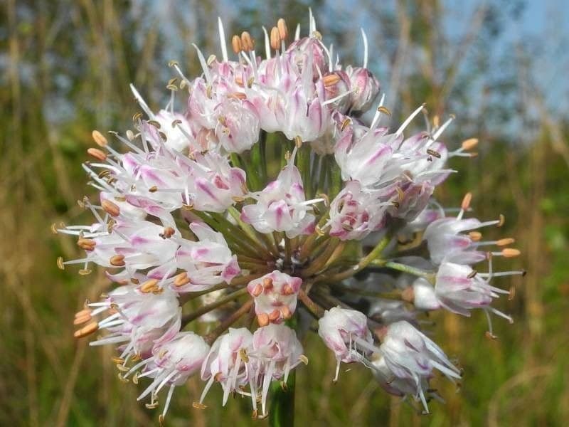 Allium suaveolens 6