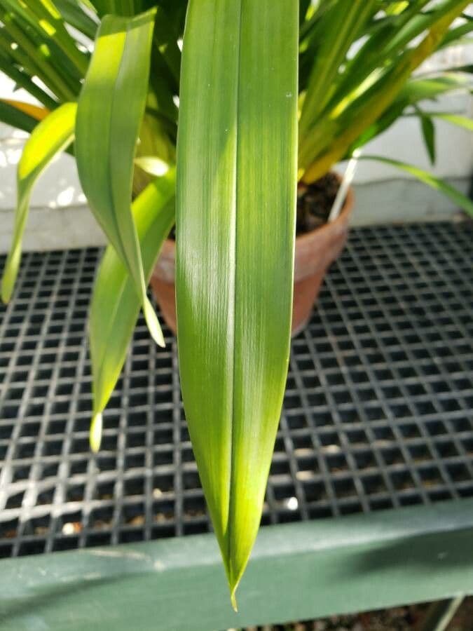 Cymbidium 14