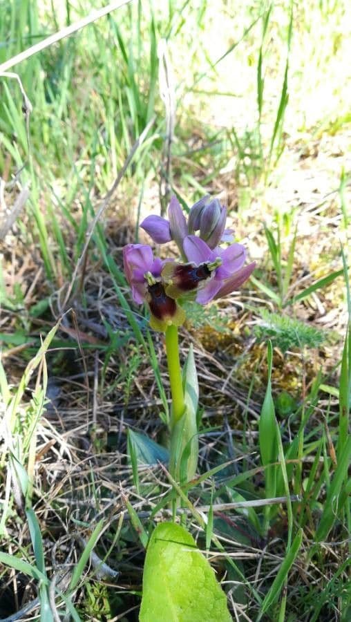 Ophrys tenthredinifera 18