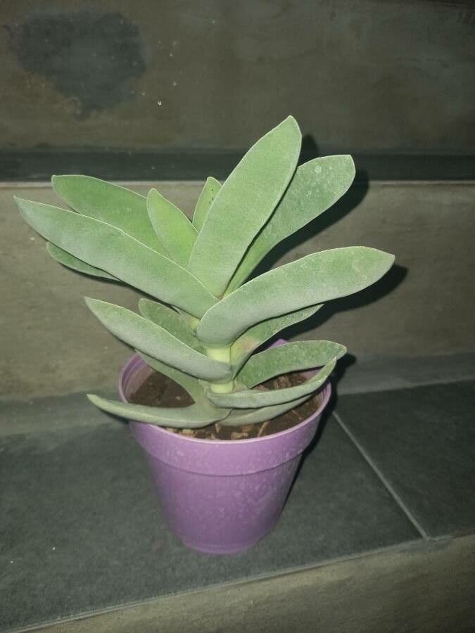 Crassula perfoliata 15