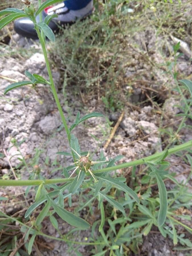 Fiordaliso iberico