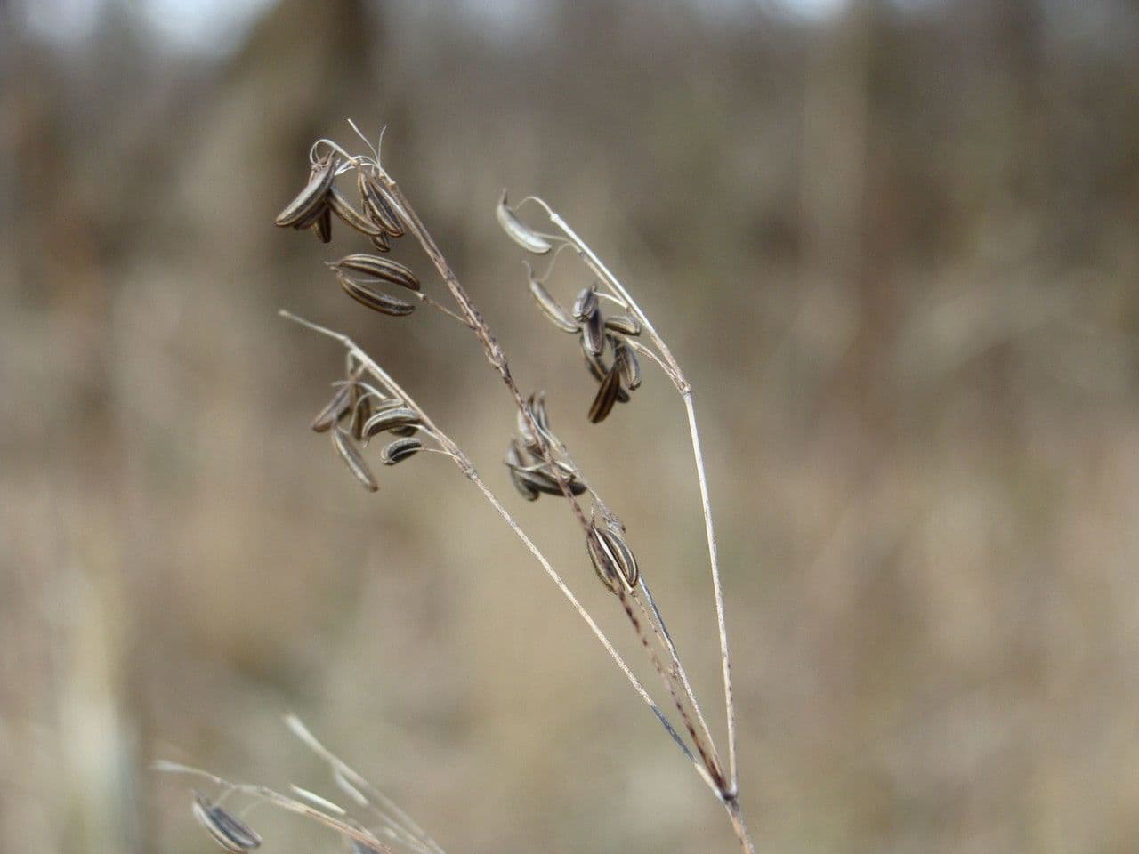 Criptotaenia canadensis 3