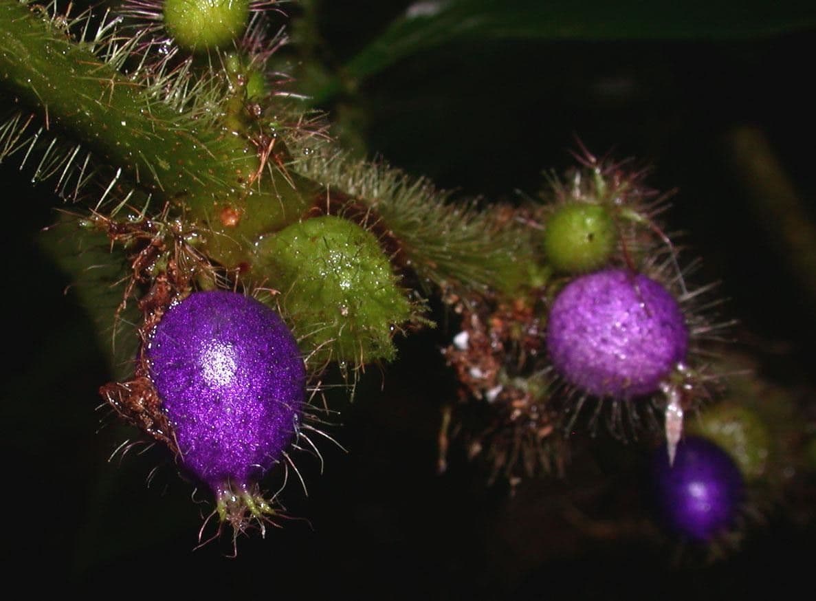 Miconia 4