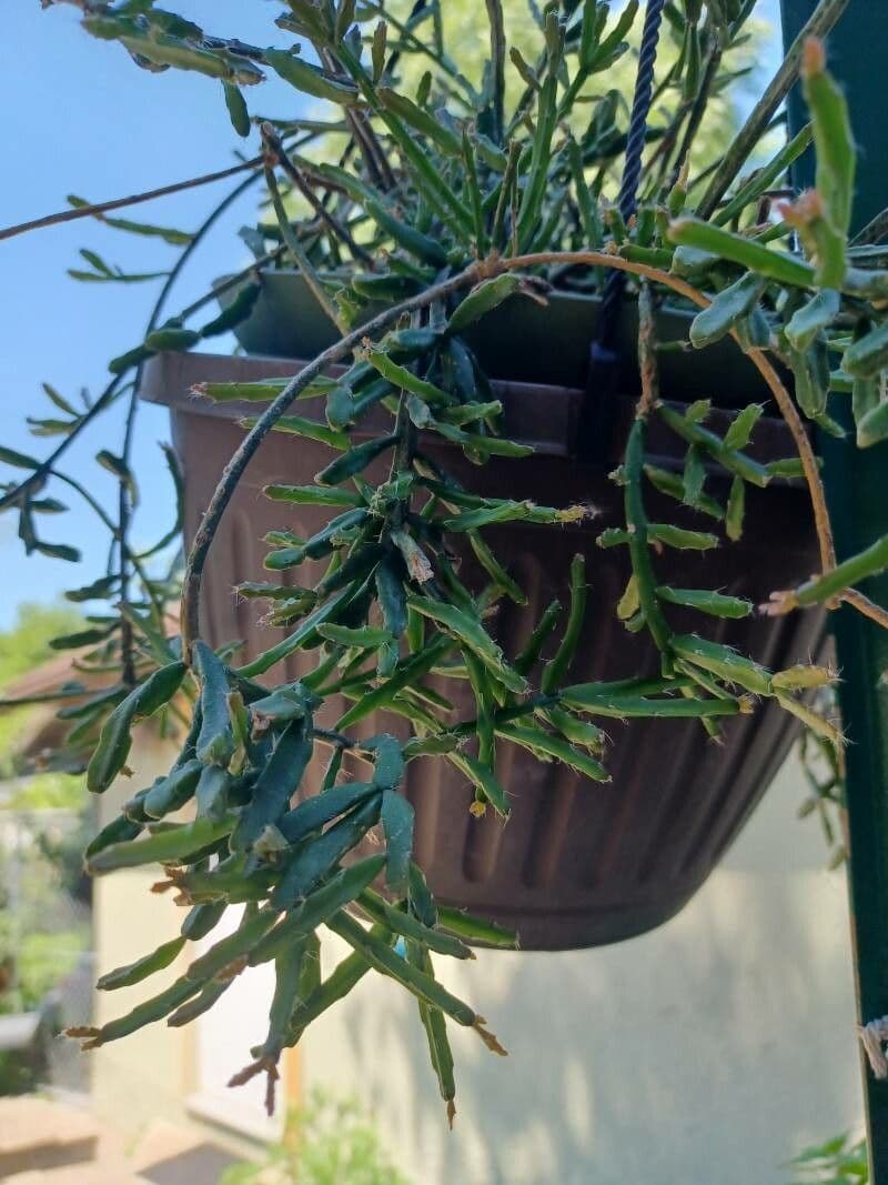 Rhipsalis micrantha 10