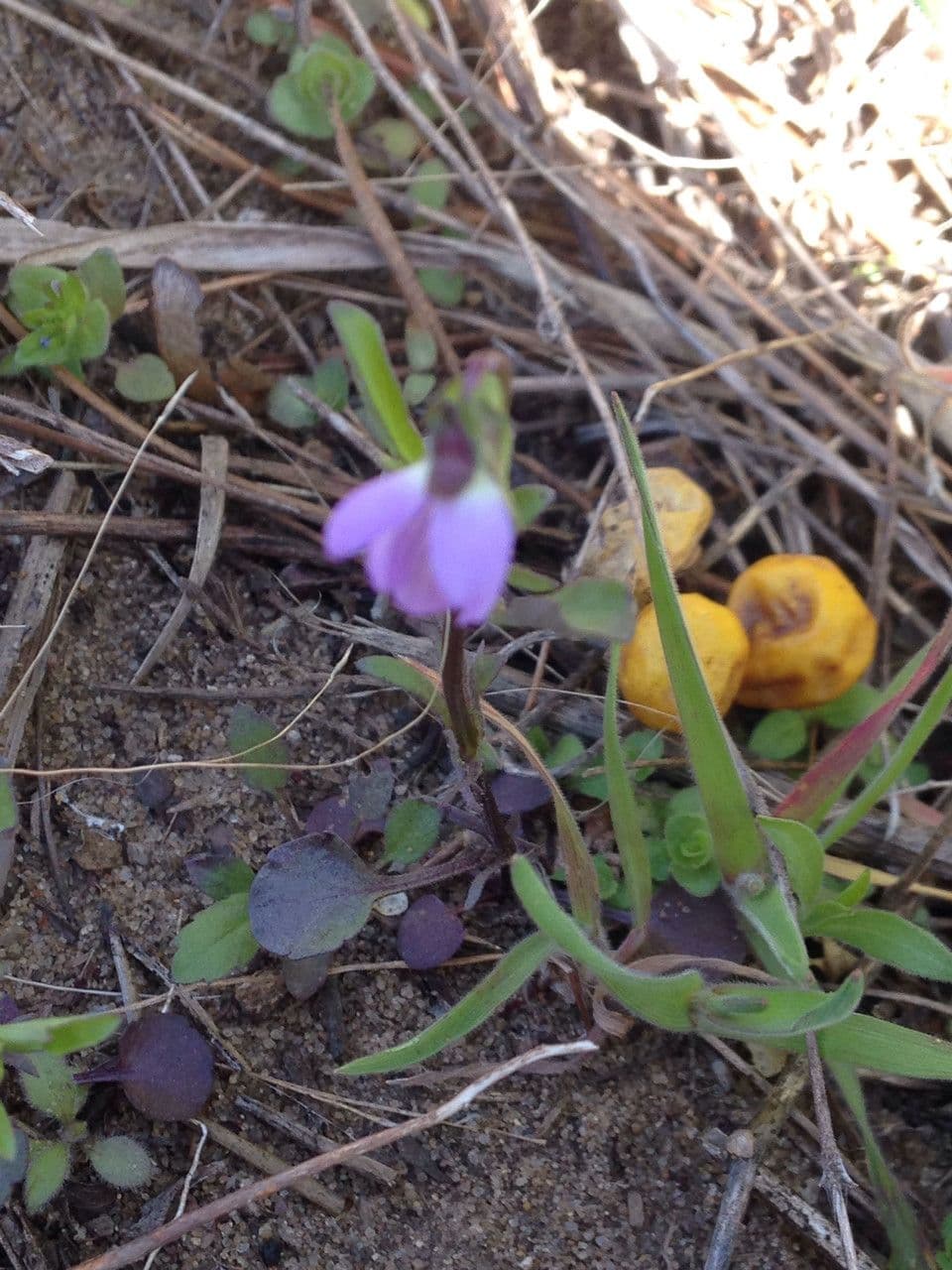 Viola bicolore 10