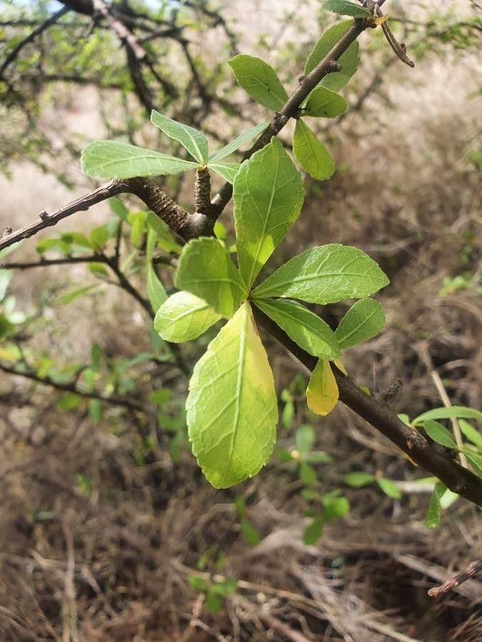 Commiphora 15