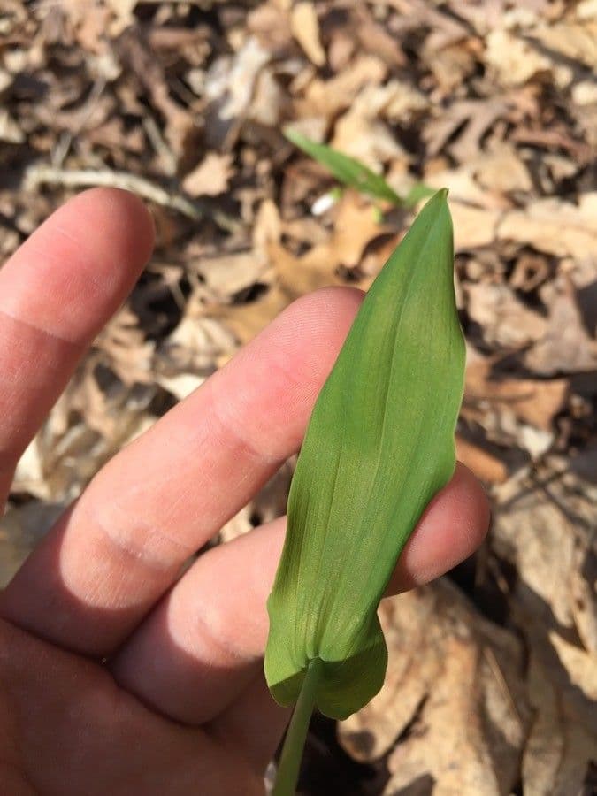 Uvularia grandiflora 17