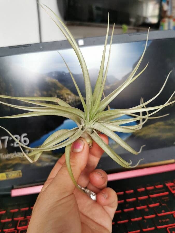 Planta aérea 3