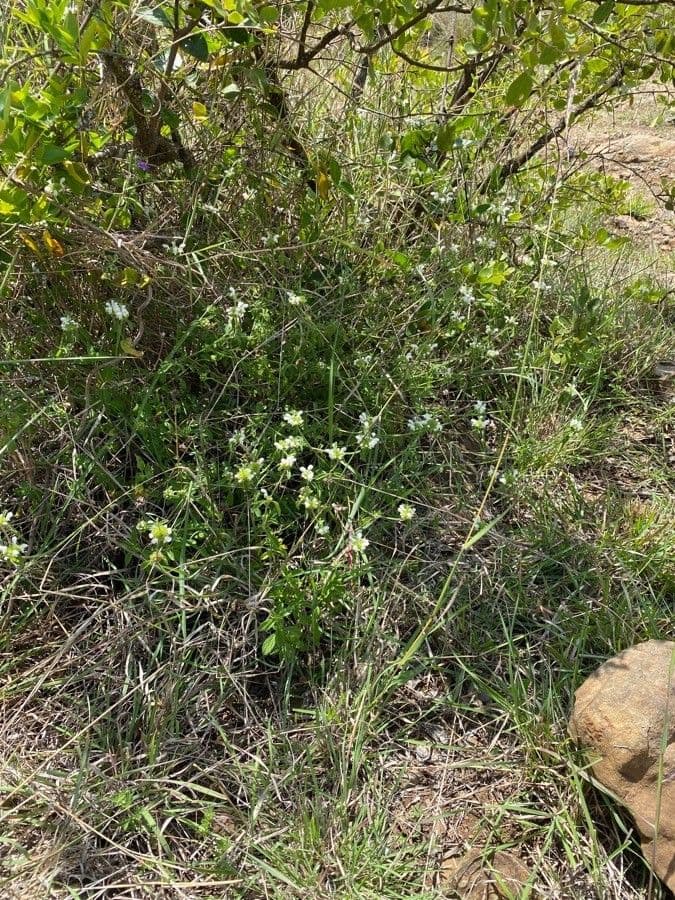 Leucas glabrata 20