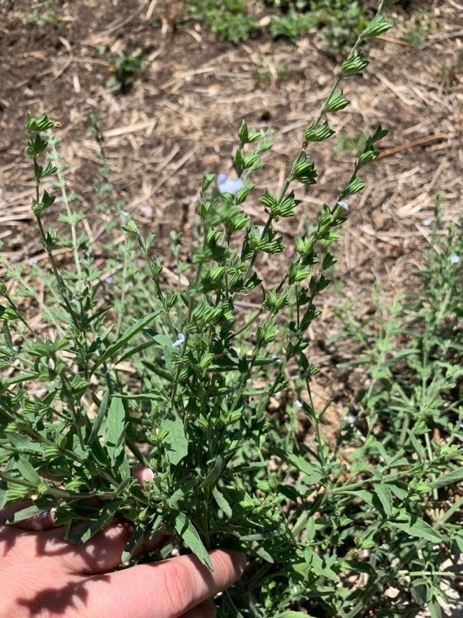 Salvia reflessa 15