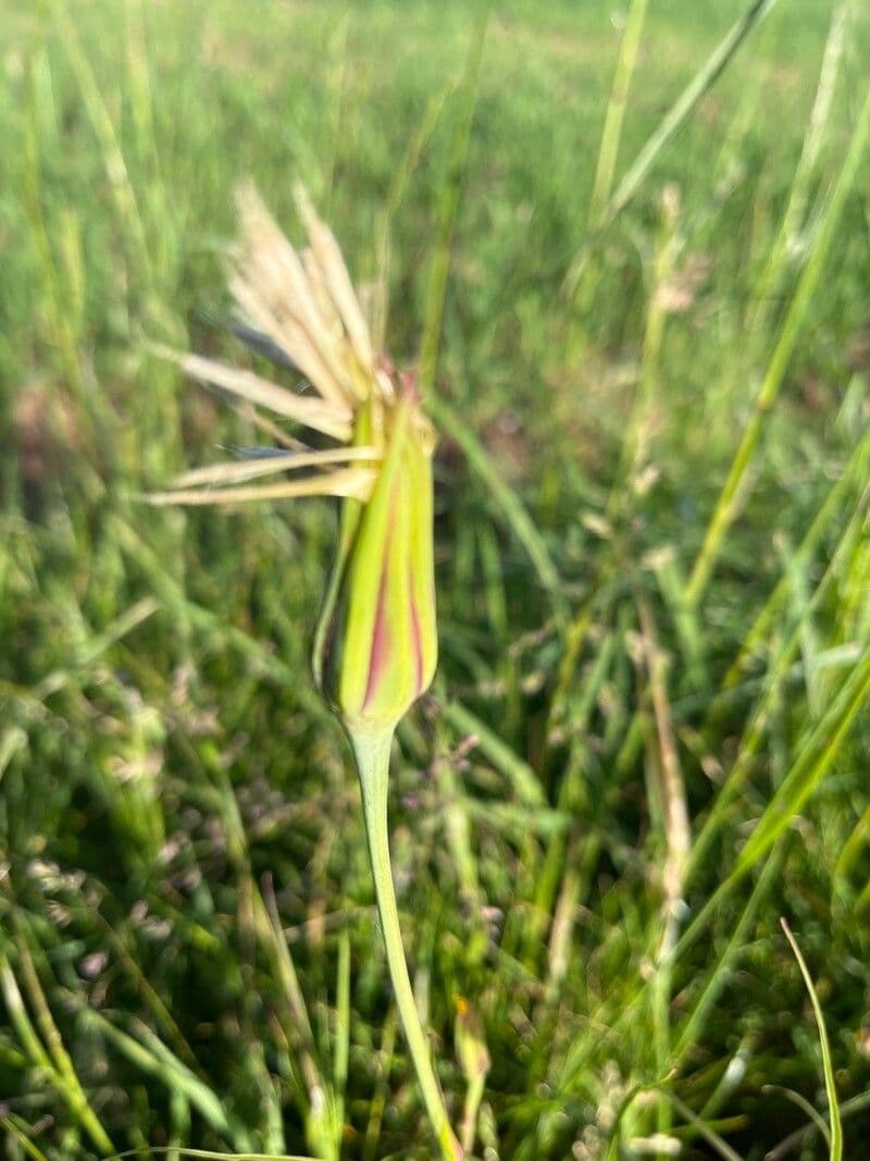 Třapatka Crocus 19