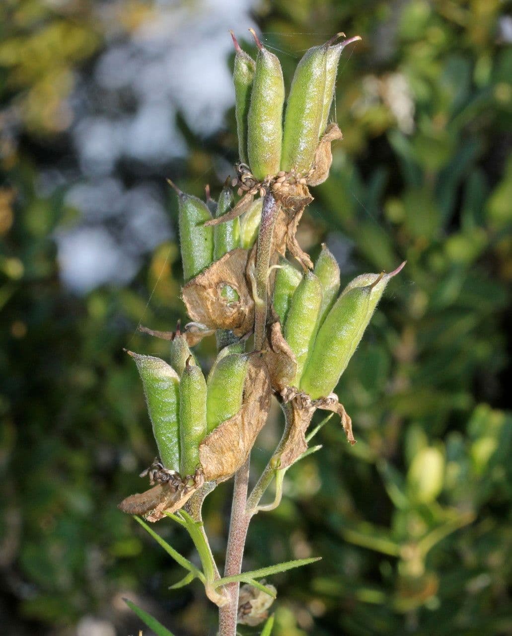 Aconito anthora 3