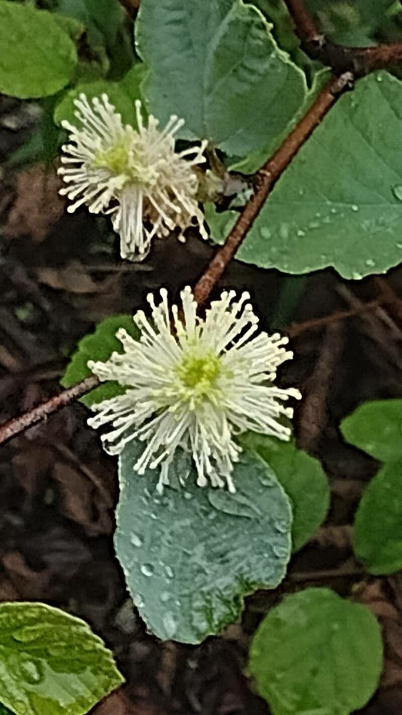 Fothergilla di Garden 10