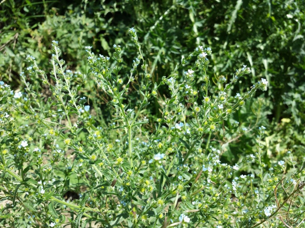 Lappola 15
