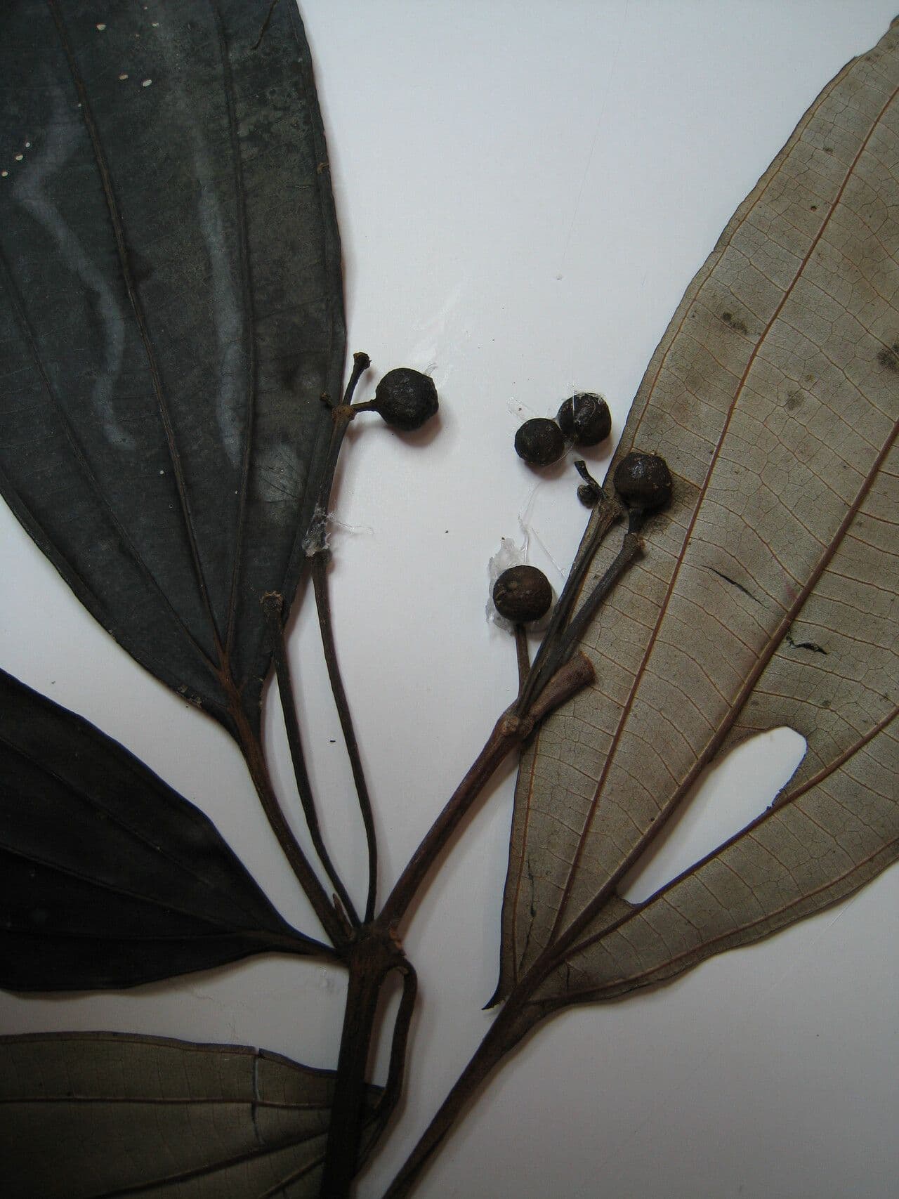 Miconia acuminata 8