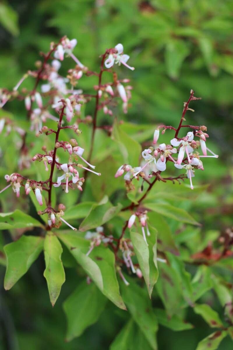 Elliottia panicata