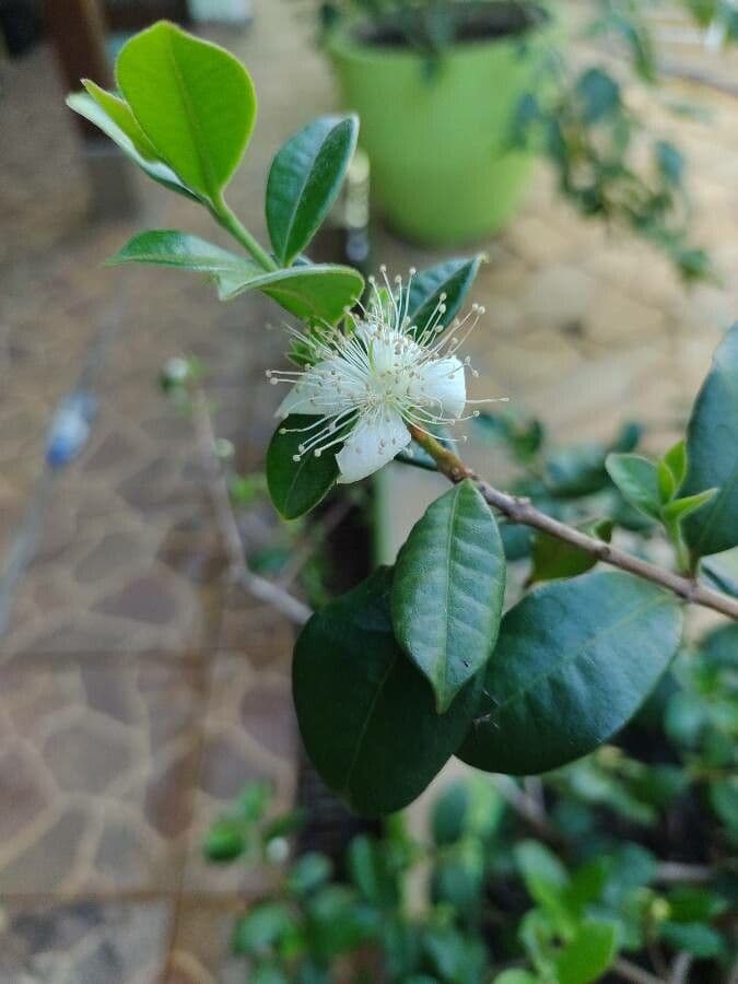 Jaboticaba 6