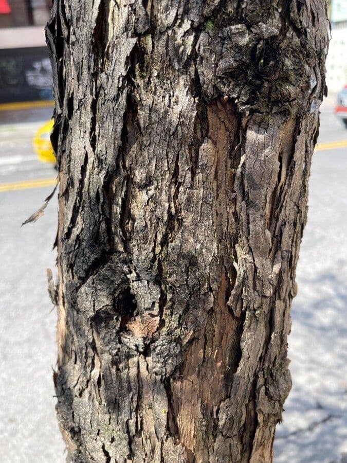 Schinus areira 13