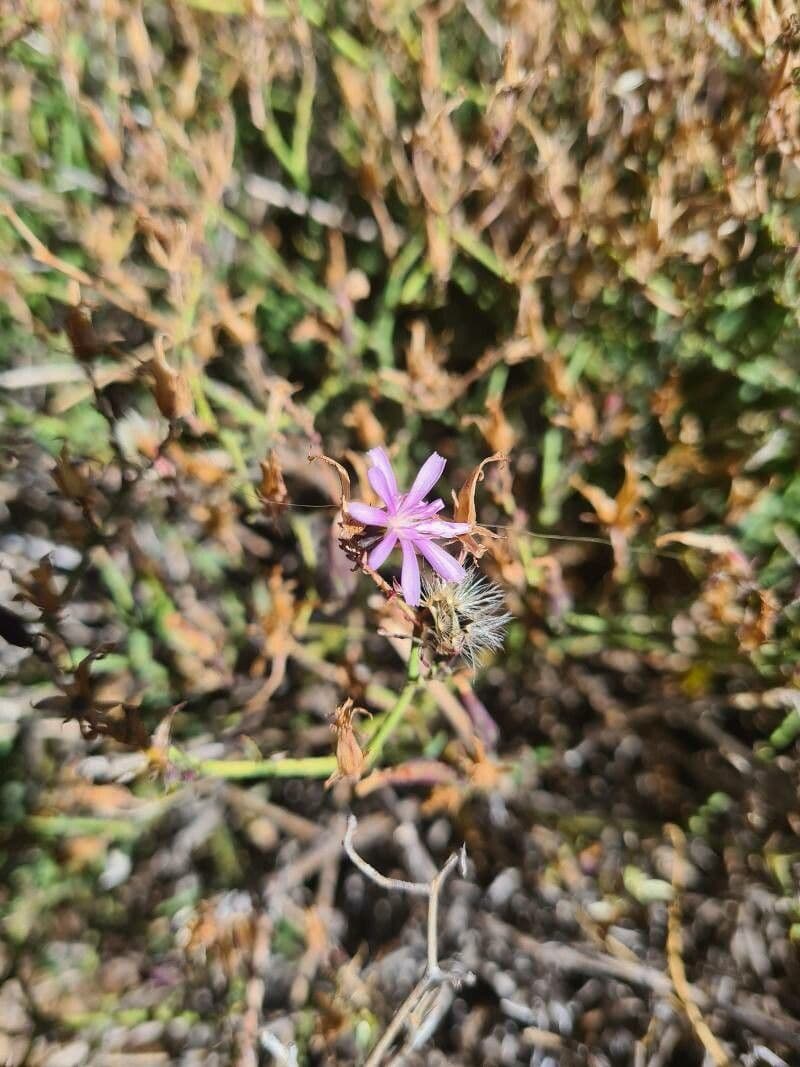 Lattuga palmata 3