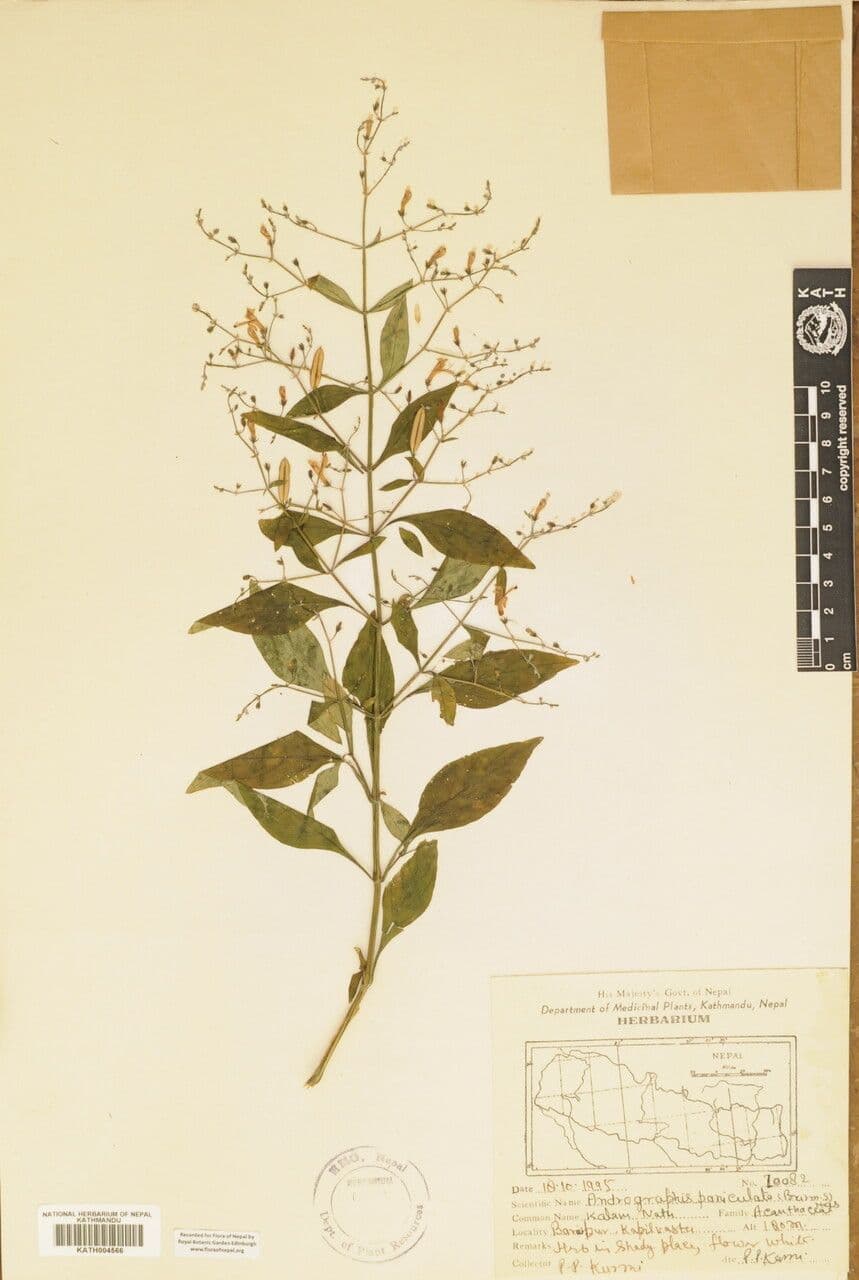Andrographis paniculata 24