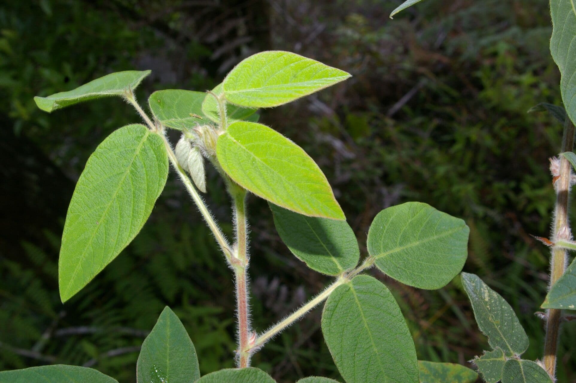 Desmodium 5