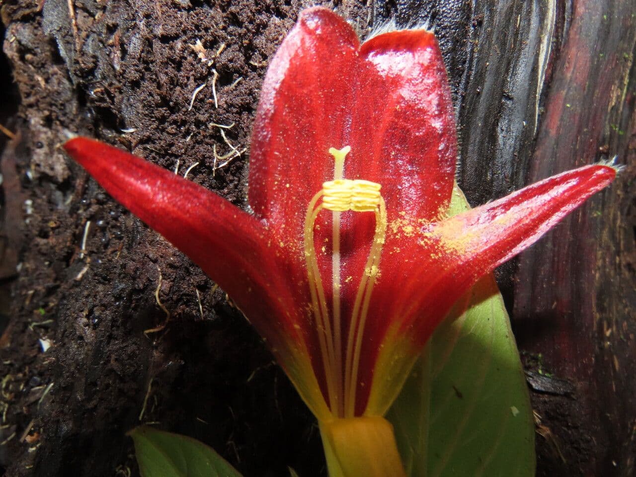 Columnea nicaraguense 9