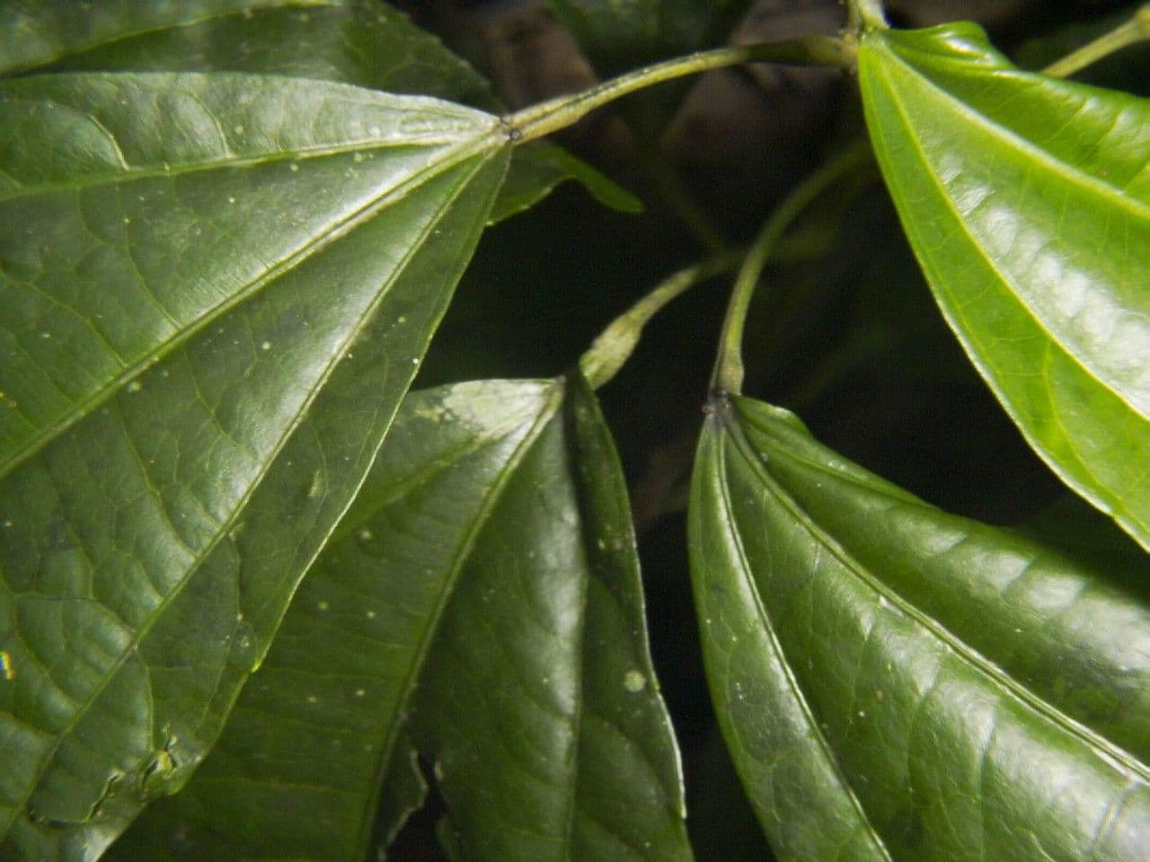 Lindens Pleuranthodendron 13