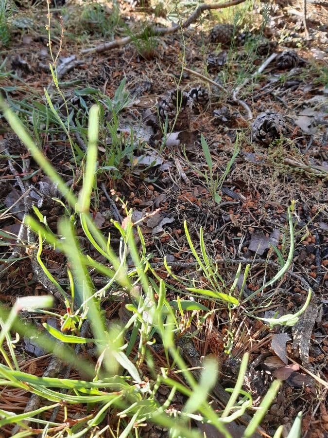 Linaria 14