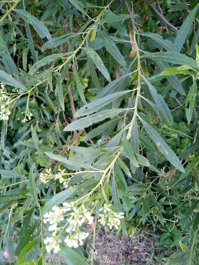 Baccharis 8