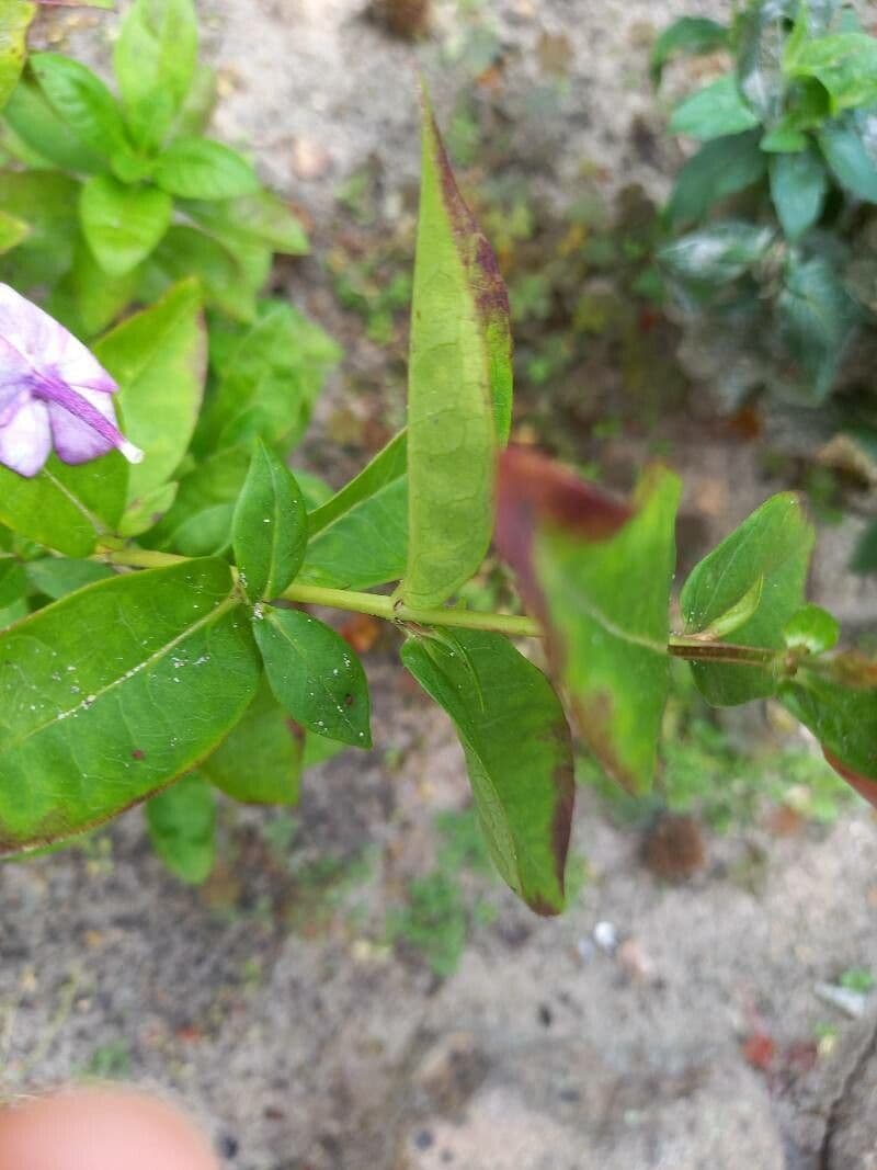 Gefleckte Phlox 18