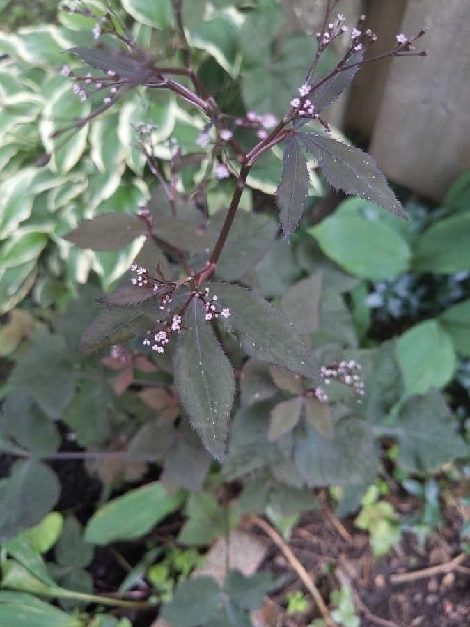 Criptotenia japonská 6