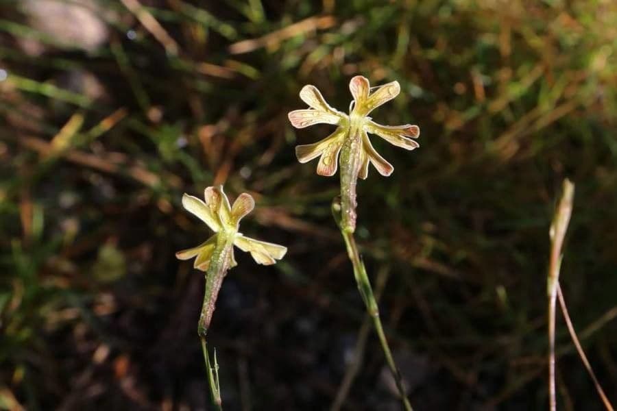 Silene 5