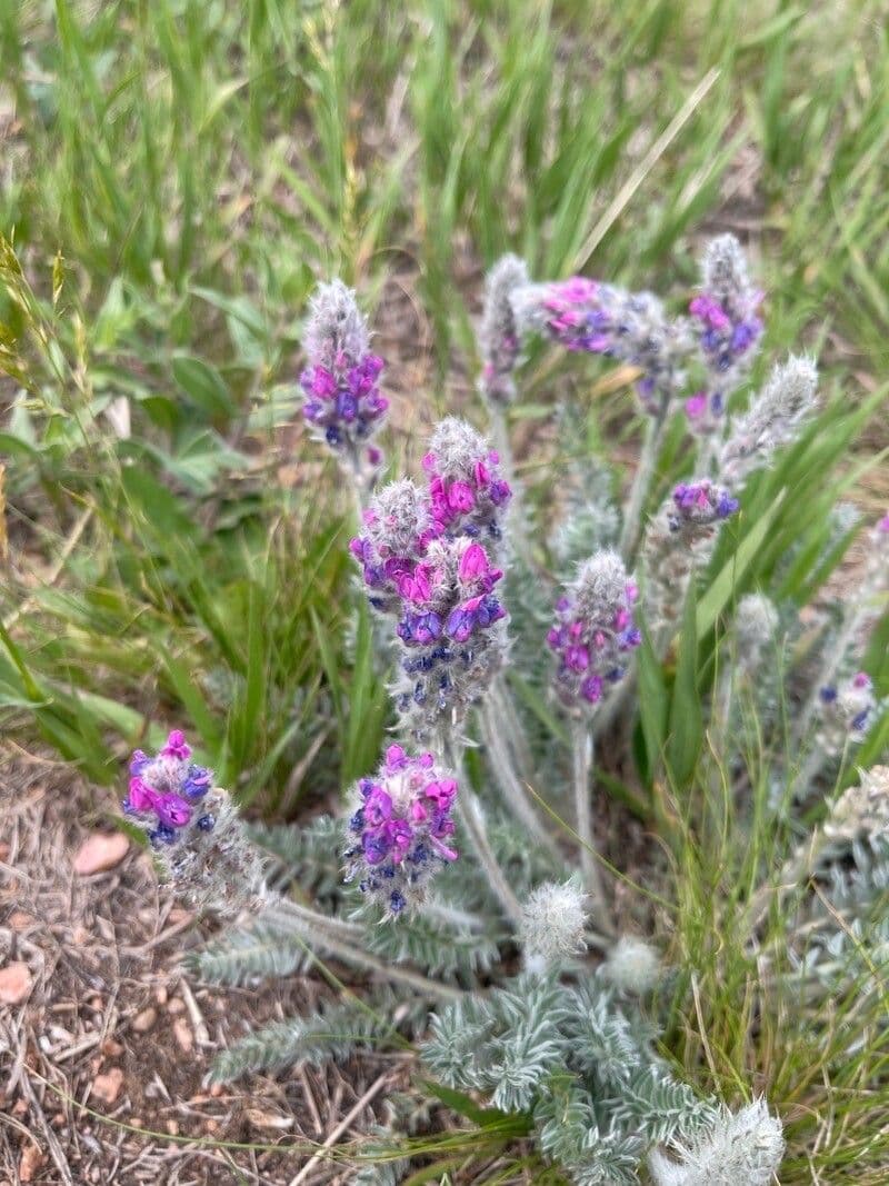 Oxytropis splendens