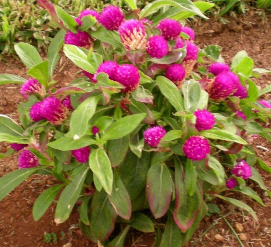 Gomphrena globuleuse 7